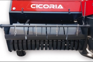 Cicoria Cicoria